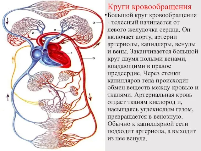 Круги кровообращения Большой круг кровообращения - телесный начинается от левого желудочка сердца.