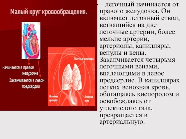 - легочный начинается от правого желудочка. Он включает легочный ствол, ветвящийся на