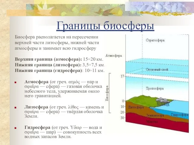 Границы биосферы Биосфера располагается на пересечении верхней части литосферы, нижней части атмосферы