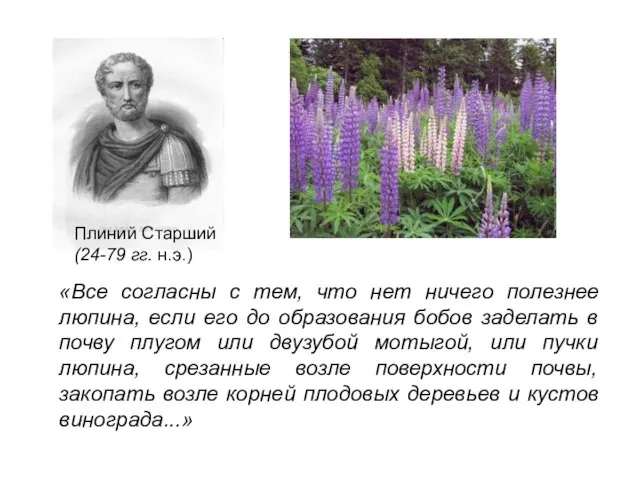 «Все согласны с тем, что нет ничего полезнее люпина, если его до