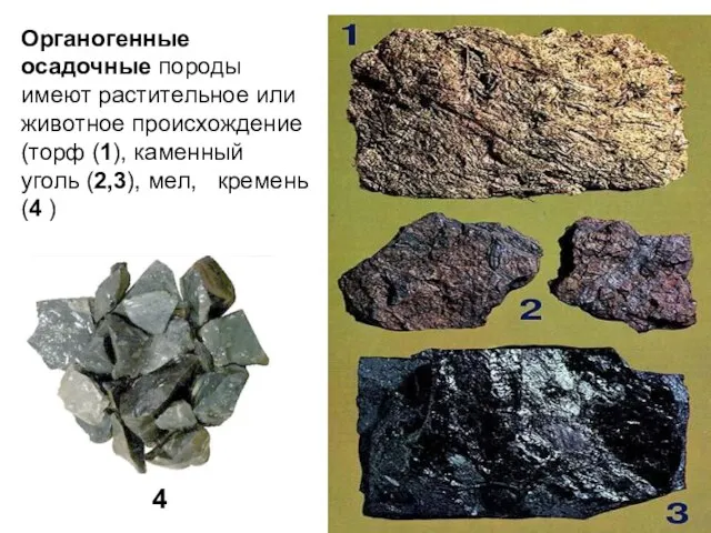 Органогенные осадочные породы имеют растительное или животное происхождение (торф (1), каменный уголь