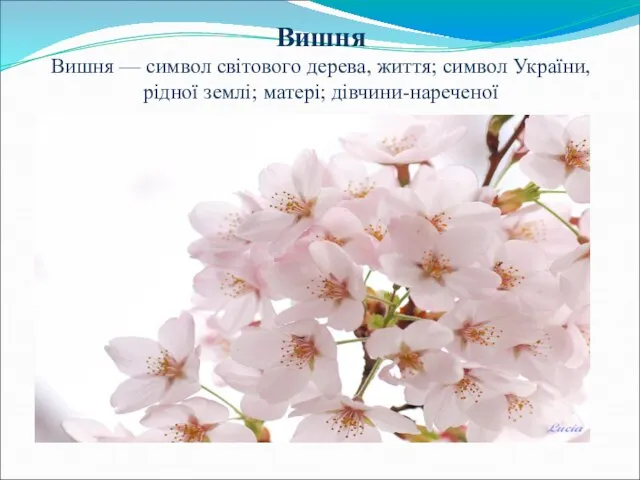 Вишня Вишня — символ світового дерева, життя; символ України, рідної землі; матері; дівчини-нареченої