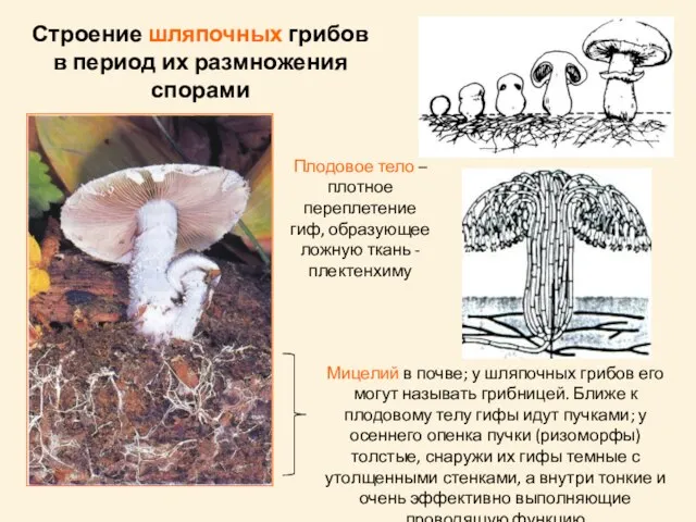 Строение шляпочных грибов в период их размножения спорами Мицелий в почве; у