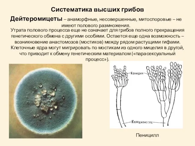 Дейтеромицеты – анаморфные, несовершенные, митоспоровые – не имеют полового размножения. Утрата полового