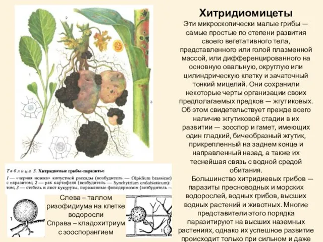 Хитридиомицеты Эти микроскопически малые грибы — самые простые по степени развития своего