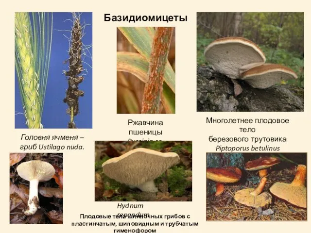 Головня ячменя – гриб Ustilago nuda. Ржавчина пшеницы Puccinia sp. Многолетнее плодовое