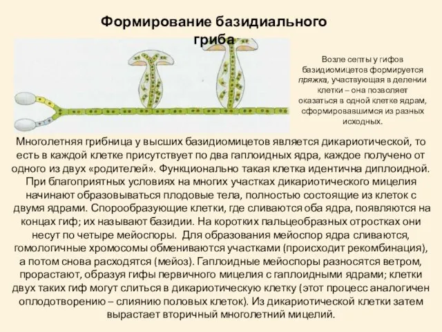 Формирование базидиального гриба Многолетняя грибница у высших базидиомицетов является дикариотической, то есть