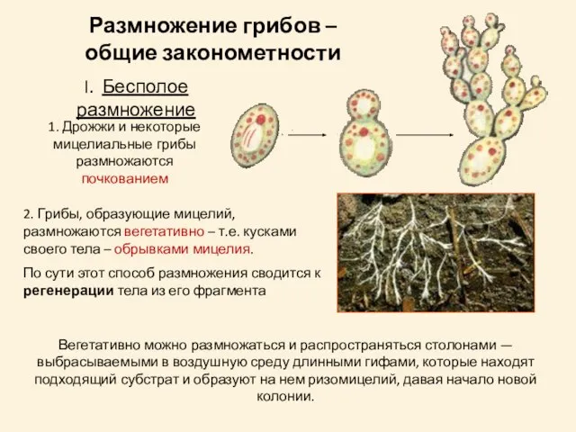 Размножение грибов – общие законометности I. Бесполое размножение 1. Дрожжи и некоторые