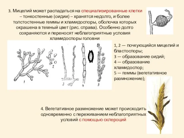 1, 2 — почкующийся мицелий и бластоспоры; 3 — образование оидий; 4