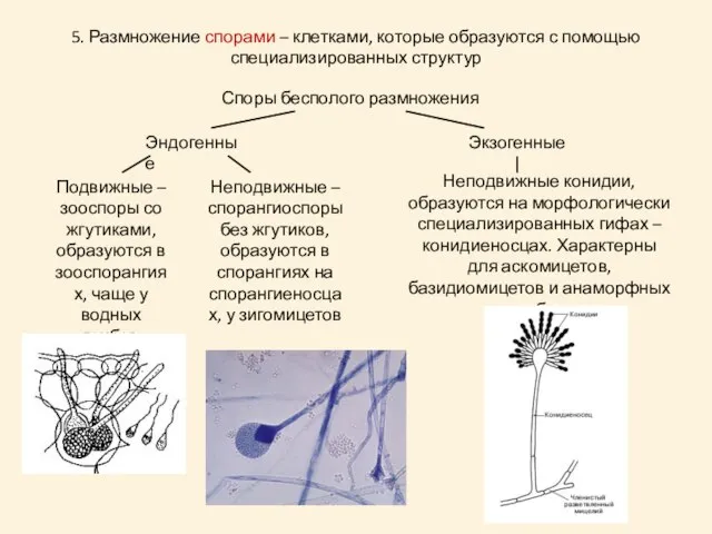 5. Размножение спорами – клетками, которые образуются с помощью специализированных структур Споры