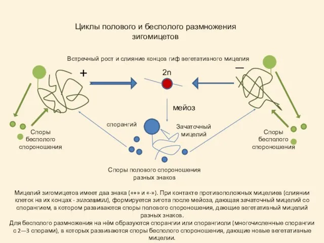 Мицелий зигомицетов имеет два знака («+» и «-»). При контакте противоположных мицелиев