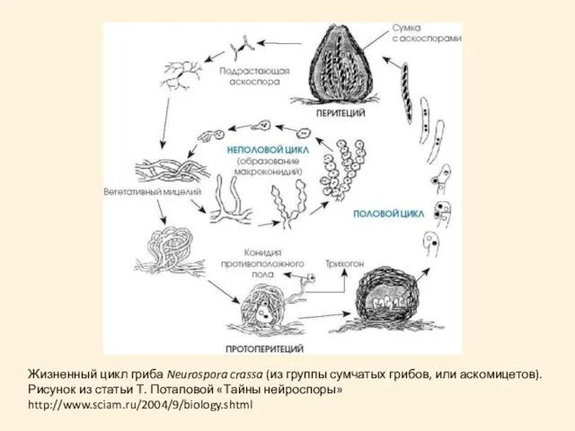 Жизненный цикл гриба Neurospora crassa (из группы сумчатых грибов, или аскомицетов). Рисунок