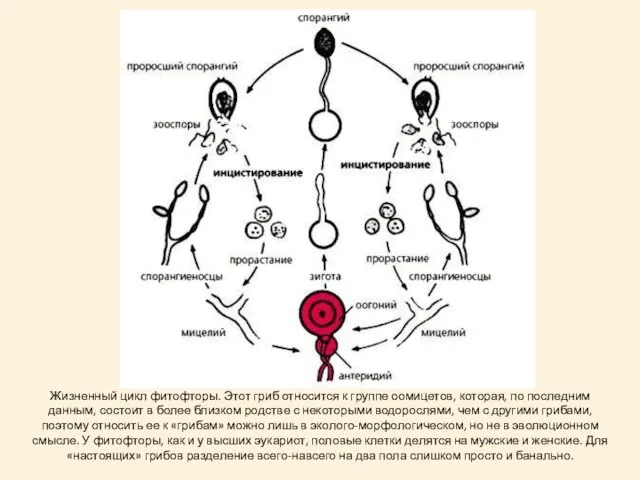 Жизненный цикл фитофторы. Этот гриб относится к группе оомицетов, которая, по последним