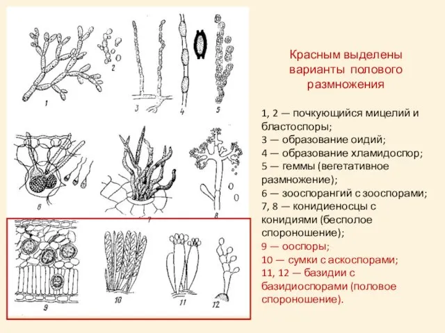 1, 2 — почкующийся мицелий и бластоспоры; 3 — образование оидий; 4