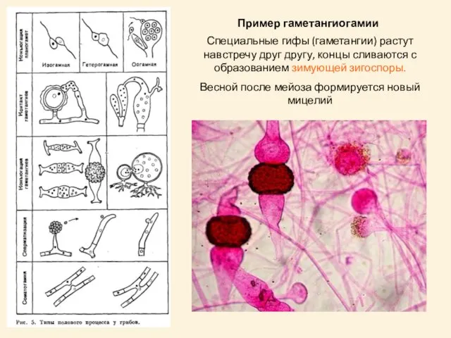Специальные гифы (гаметангии) растут навстречу друг другу, концы сливаются с образованием зимующей