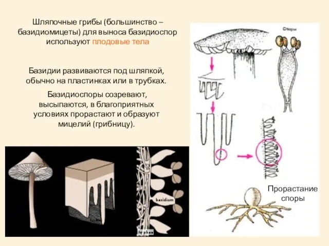 Базидии развиваются под шляпкой, обычно на пластинках или в трубках. Базидиоспоры созревают,