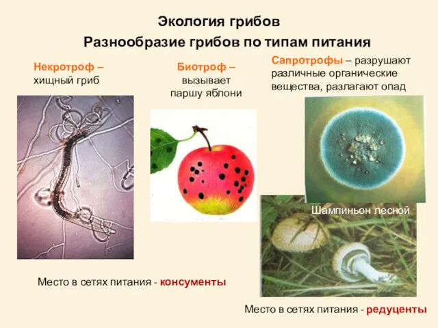 Разнообразие грибов по типам питания Некротроф – хищный гриб Биотроф – вызывает