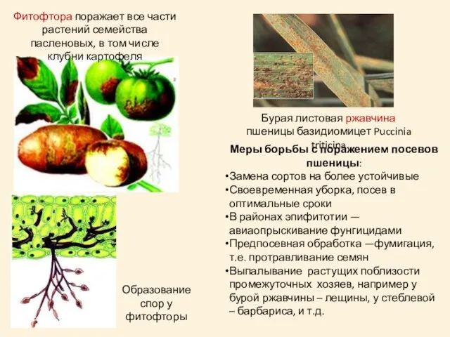 Фитофтора поражает все части растений семейства пасленовых, в том числе клубни картофеля