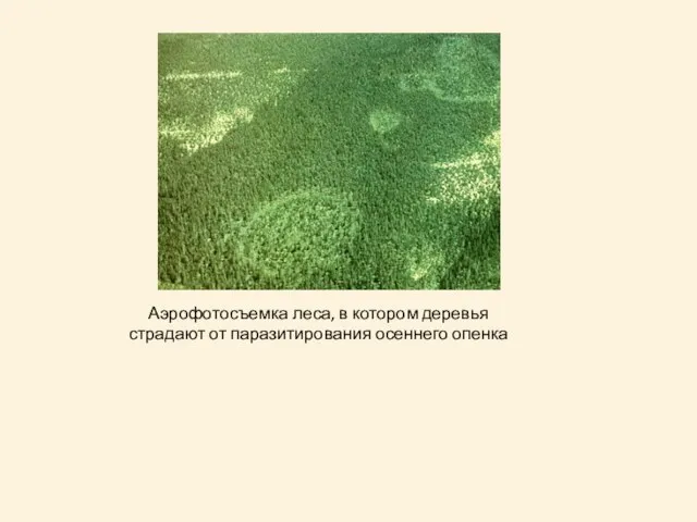 Аэрофотосъемка леса, в котором деревья страдают от паразитирования осеннего опенка