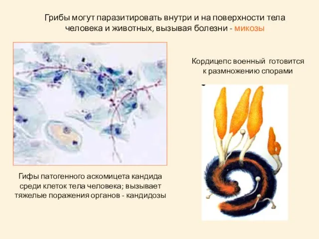 Грибы могут паразитировать внутри и на поверхности тела человека и животных, вызывая