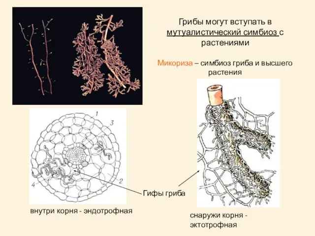 Грибы могут вступать в мутуалистический симбиоз с растениями Микориза – симбиоз гриба