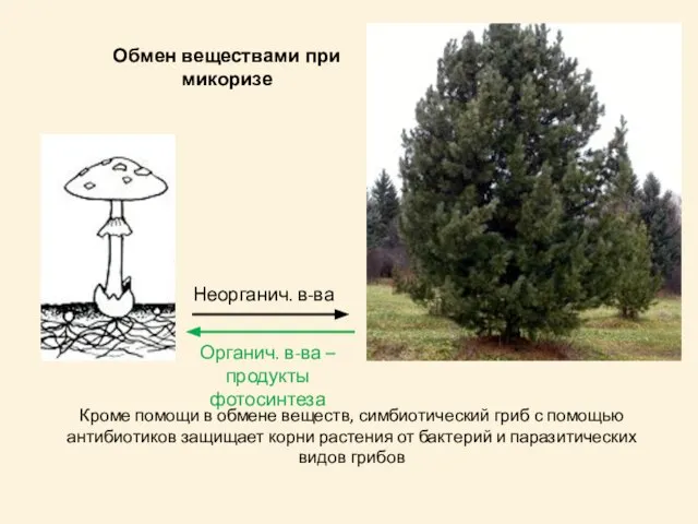 Неорганич. в-ва Органич. в-ва – продукты фотосинтеза Обмен веществами при микоризе Кроме