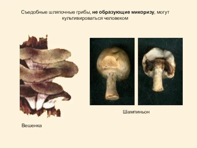 Съедобные шляпочные грибы, не образующие микоризу, могут культивироваться человеком Вешенка Шампиньон