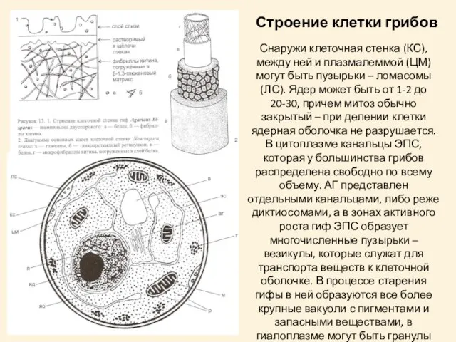 Строение клетки грибов Снаружи клеточная стенка (КС), между ней и плазмалеммой (ЦМ)