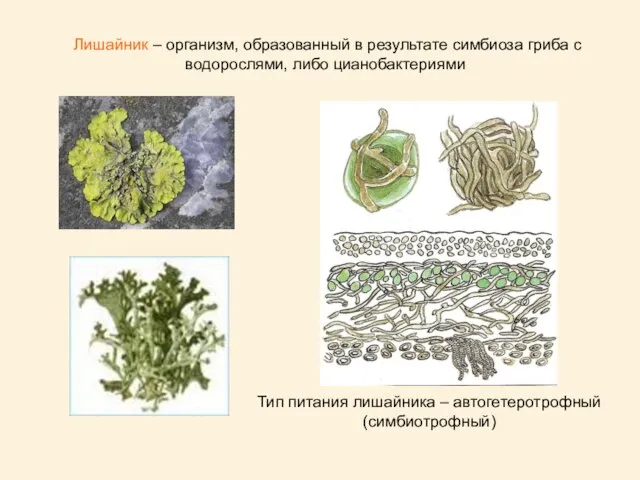 Лишайник – организм, образованный в результате симбиоза гриба с водорослями, либо цианобактериями