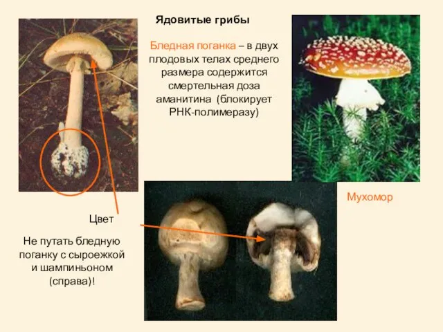 Мухомор Ядовитые грибы Бледная поганка – в двух плодовых телах среднего размера