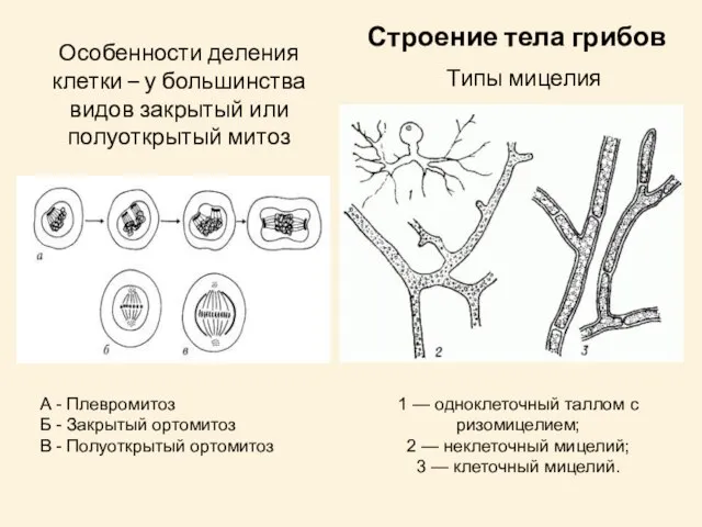 1 — одноклеточный таллом с ризомицелием; 2 — неклеточный мицелий; 3 —