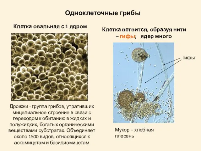 Клетка овальная с 1 ядром Клетка ветвится, образуя нити – гифы; ядер