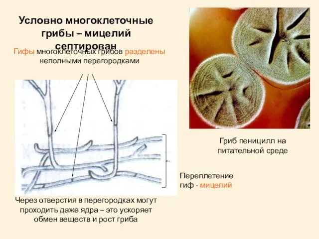 Условно многоклеточные грибы – мицелий септирован Гифы многоклеточных грибов разделены неполными перегородками