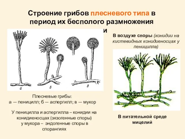 Строение грибов плесневого типа в период их бесполого размножения спорами В воздухе
