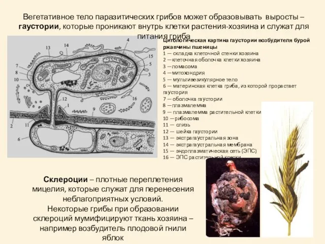 Цитологическая картина гаустории возбудителя бурой ржавчины пшеницы 1 — складка клеточной стенки