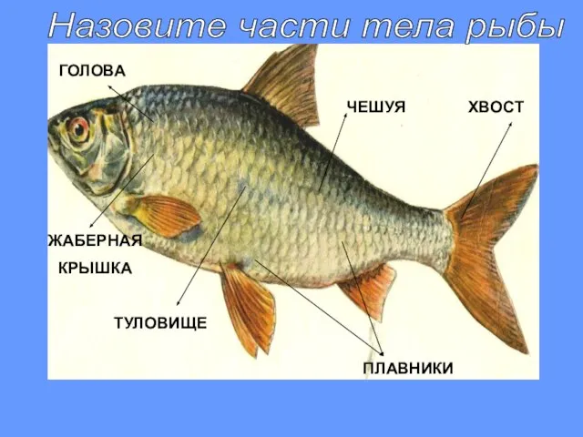 ПЛАВНИКИ ХВОСТ ЧЕШУЯ ГОЛОВА ЖАБЕРНАЯ КРЫШКА ТУЛОВИЩЕ Назовите части тела рыбы