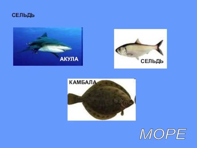 СЕЛЬДЬ СЕЛЬДЬ КАМБАЛА МОРЕ АКУЛА