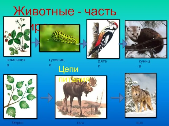 Животные - часть природы Цепи питания земляника гусеница дятел куница берёза лось волк