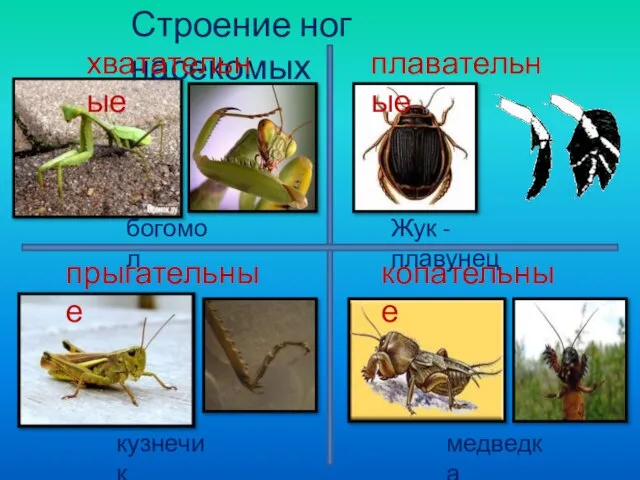 Строение ног насекомых хватательные богомол плавательные прыгательные копательные Жук - плавунец кузнечик медведка