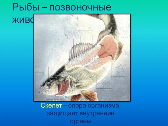 Рыбы – позвоночные животные Скелет – опора организма, защищает внутренние органы от механических повреждений