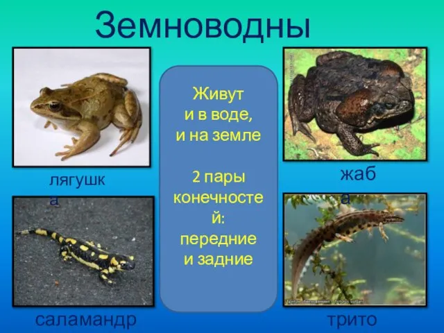 Земноводные Живут и в воде, и на земле 2 пары конечностей: передние