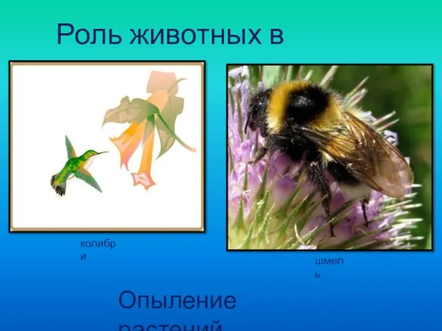 Роль животных в природе Опыление растений колибри шмель