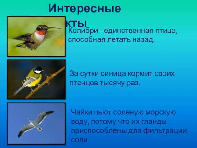Интересные факты Колибри - единственная птица, способная летать назад. За сутки синица