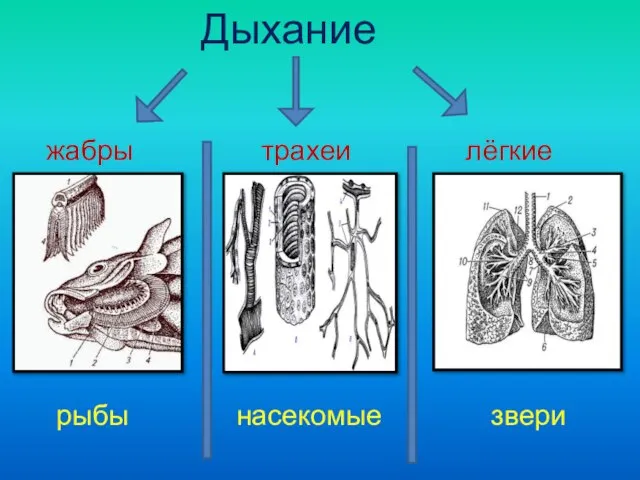 Дыхание жабры трахеи лёгкие рыбы насекомые звери