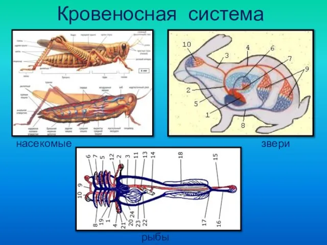 Кровеносная система насекомые звери рыбы