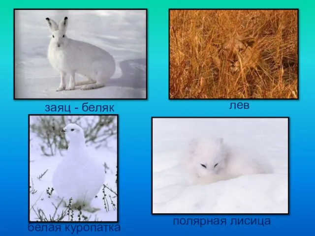 заяц - беляк лев белая куропатка полярная лисица