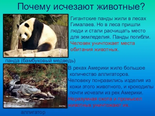 Почему исчезают животные? панда (бамбуковый медведь) Гигантские панды жили в лесах Гималаев.