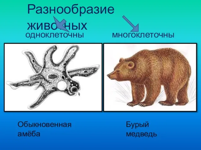 Разнообразие животных одноклеточные многоклеточные Обыкновенная амёба Бурый медведь