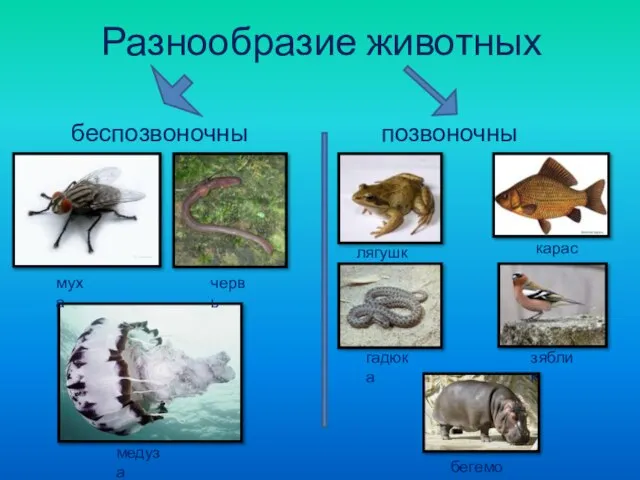 Разнообразие животных беспозвоночные позвоночные муха червь медуза лягушка карась гадюка зяблик бегемот