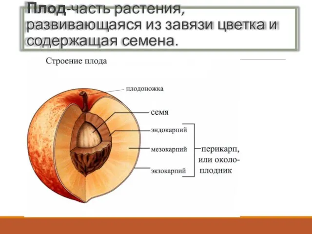 Плод-часть растения, развивающаяся из завязи цветка и содержащая семена.